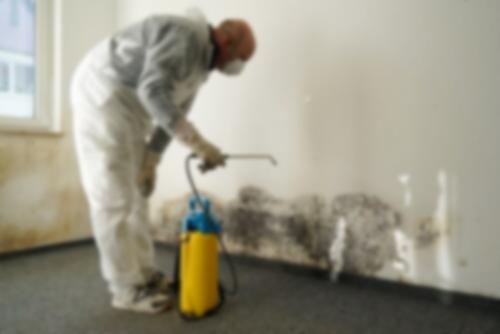 mould remediation