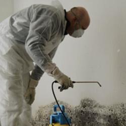 mould-remediation